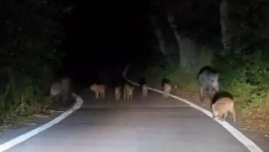 Elazığ'da Bir Domuz Sürüsü Yolla İnerek Şaşkınlık Yarattı