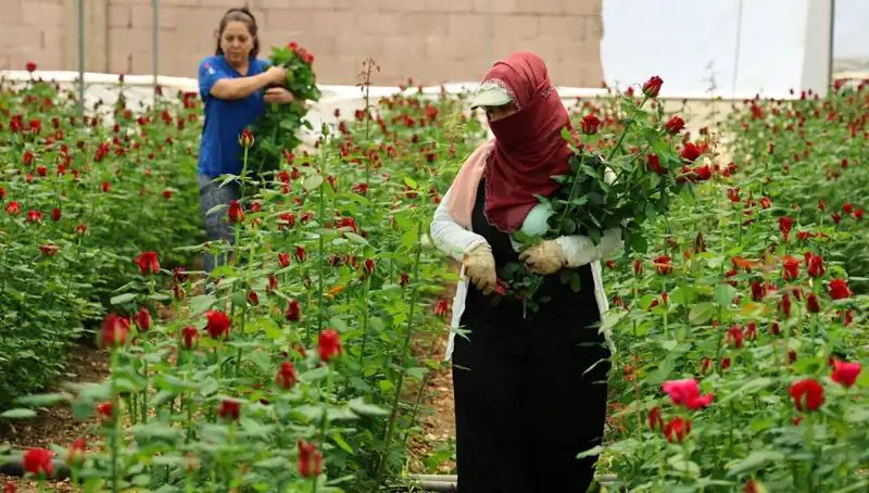 Gül Üreticileri Anneler Günü İçin Hazırlık Yapıyor: Serada 5 TL, İnternette 100 TL