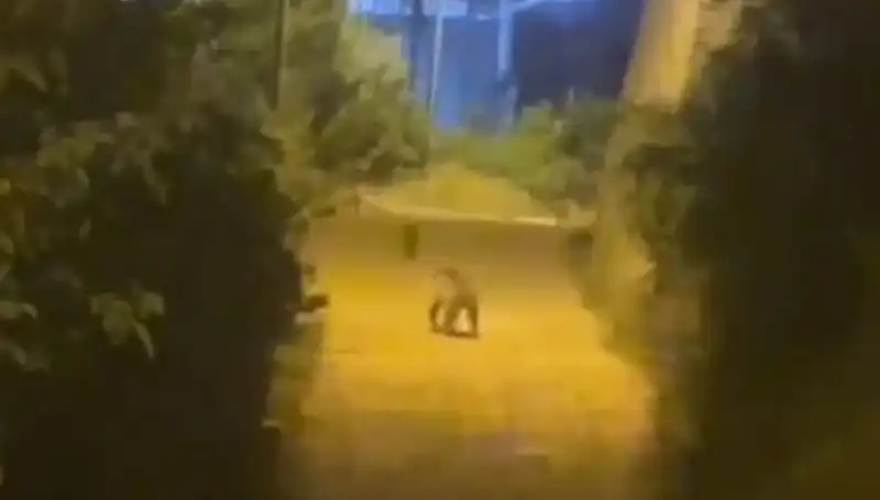 Gümüşhane Merkezinde Ayı Şaşkınlık Yarattı, Şehir Halkı Panik İçinde!