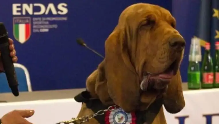 Arama Köpeğine Suikast: Çivili Sosisle İnsafsızca Öldürüldü