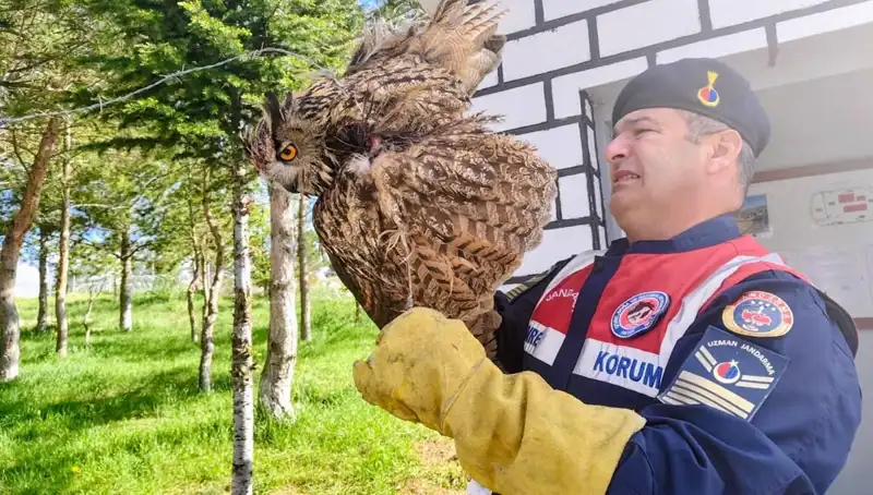 Dikenli Tellere Takılan Puhu, Kurtarıldı: Umut Dolu Bir Hikaye