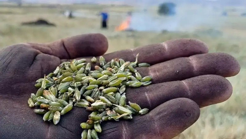 Firik Sezonu Başladı: Doğal Lezzetlerle Dolu Yeni Tarifler