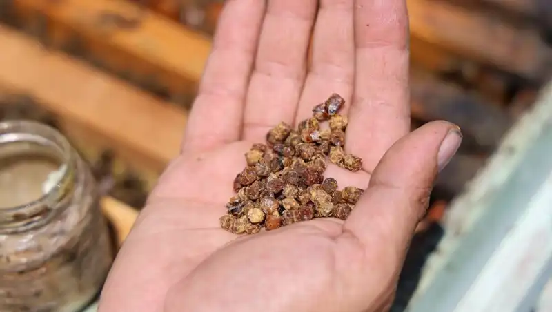 Eskiden Çöpe Giden Besin: Şimdi Kilosu 3 Bin TL!