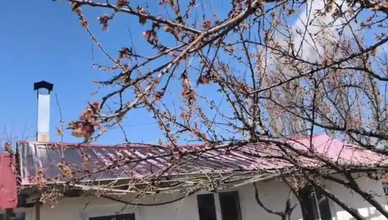 Dondurucu Soğuk Kayısı Üretimini Tehdit Ediyor: Tarım Alanındaki Etkileri