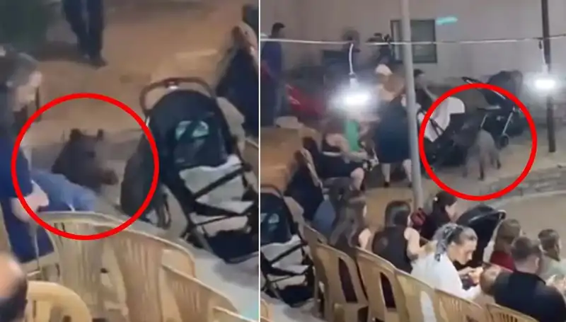 Düğün Törenini Bastığı İçin Yaban Domuzu Gözlerin Yüzde Gerçekten Gördü!