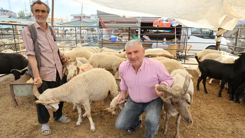 Kurban Pazarında Fırtına Gibi Estiler: Dört Boynuzlu Koçlar Neden İlgi Odağı?