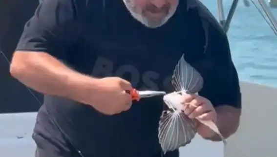Saros'ta Nadir Görülen Kırlangıç Balığı Oltaya Takıldı: Balıkçıları Şaşırttı
