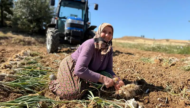 Selenyum Zengini Tarım Ürünü Tarlada Gözde Oluyor