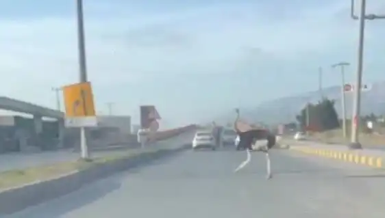 Hatay'da Develerin Yerine Deve Kuşları mı? Trafikte Şaşkınlık Yaratan Manzara