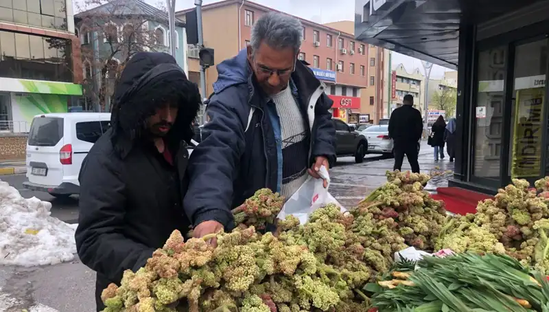 Kenar Mahallelerde Kendiliğinden Yetişen Bitki Kanserle Savaşta Umut Oluyor