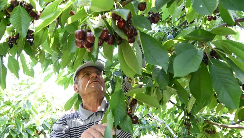 Lapseki Devrinin Dev Karidesi: Çay Bardağına Sığmayan Mucize