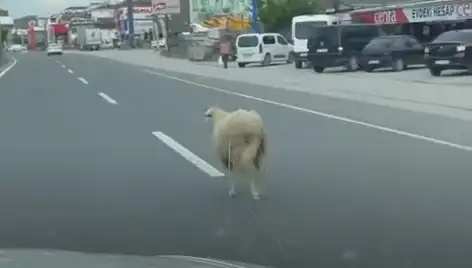 Yalova'da Kaçan Kurbanlıklar Ana Yolu Alt Üst Etti: Nasıl Oldu?