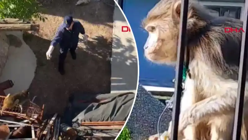 Muğla'da Komik Maymun Kovalaması: Mahalleliler Ne Yapacak?
