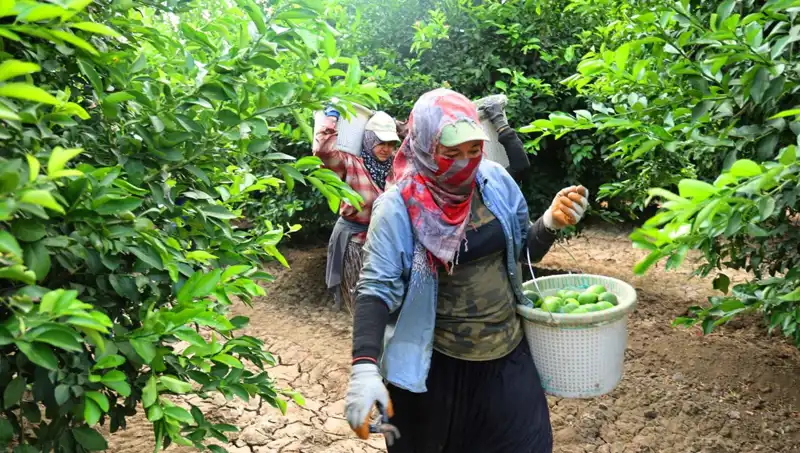 Market Fiyatlarında Şok Etkisi: Kilosu 150 Lirayı Aşan Ürünler İçin Umut Var!